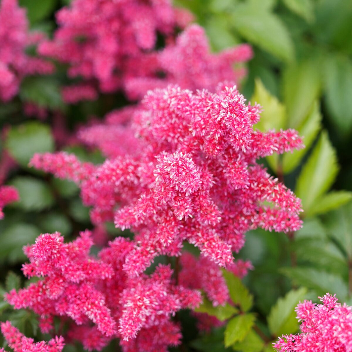 Astilbe X Younique Raspberry Astilbe | SiteOne US