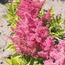 Astilbe X Younique Ruby Red Astilbe