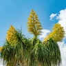 Beaucarnea Recurvata Ponytail Palm