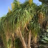 Beaucarnea Recurvata Ponytail Palm