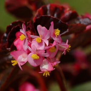 Begonia Semperflorens Pink Bronze Leaf Wax Begonia