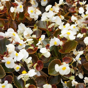 Begonia Semperflorens White Bronze Leaf Wax Begonia