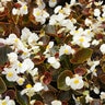 Begonia Semperflorens White Bronze Leaf Wax Begonia