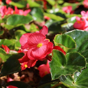 Begonia Semperflorens Red Green Leaf Begonia