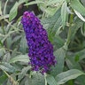 Buddleia X Monarch Dark Dynasty Butterfly Bush