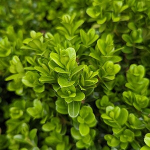 Buxus X NewGen Independence Boxwood