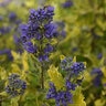 Caryopteris X Clandonensis Gold Crest Bluebeard