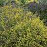 Caryopteris X Clandonensis Gold Crest Bluebeard
