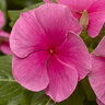 Catharanthus Roseus Cora XDR Deep Strawberry Vinca