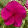Catharanthus Roseus Cora XDR Hotgenta Vinca