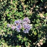 Ceanothus Maritimus Point Sierra Maritime Ceanothus
