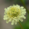 Cephalaria Gigantea Giant Yellow Scabious