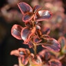 Coprosma Inferno Mirror Plant
