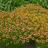 Coreopsis Verticillata Cruizin Route 66 Tickseed
