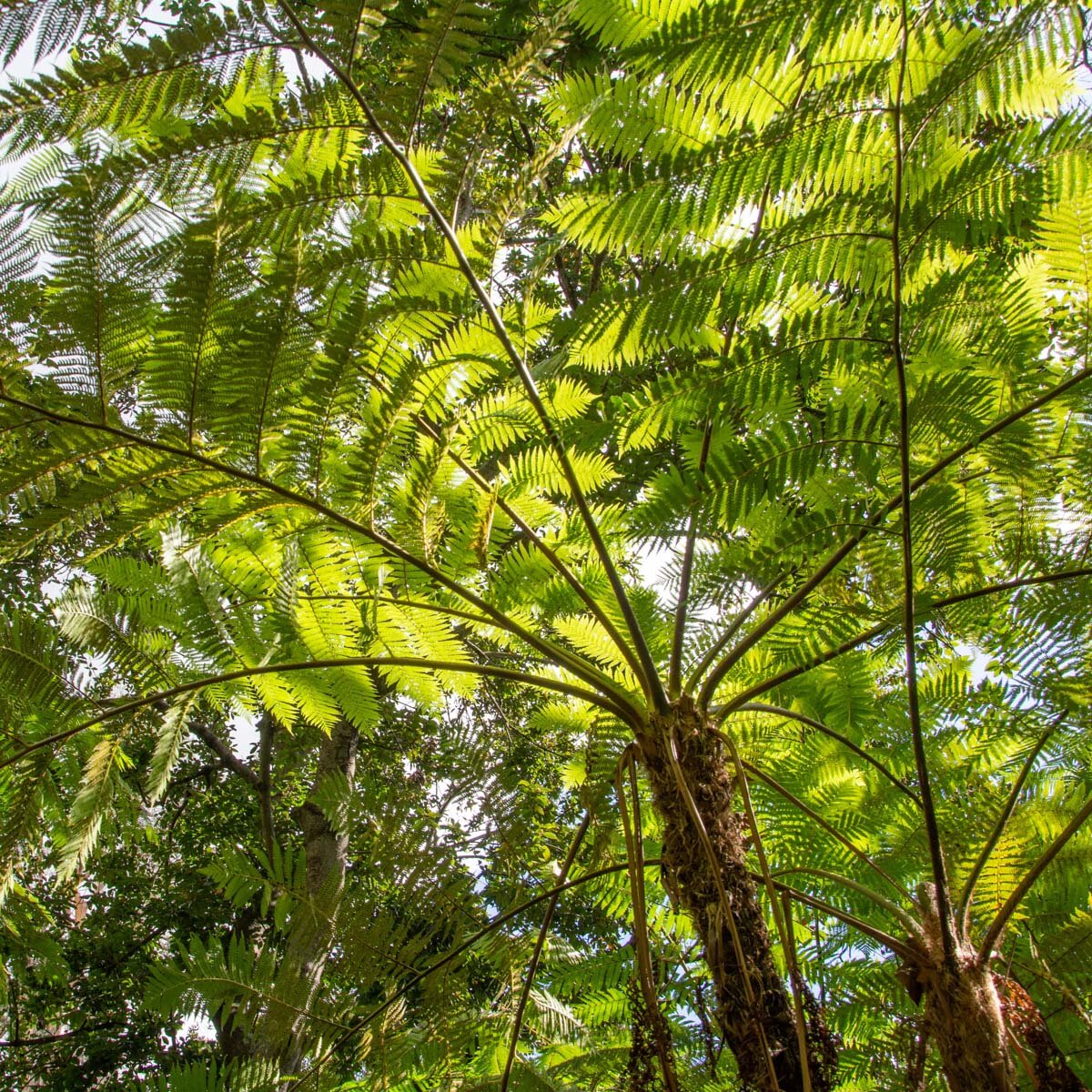 Cyathea Cooperi Australian Tree Fern | SiteOne US
