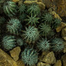 Euphorbia Horrida African Milk Barrel