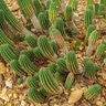 Euphorbia Horrida African Milk Barrel