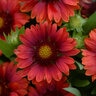 Gaillardia X Grandiflora Mesa Red Blanket Flower