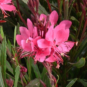 Gaura lindheimeri Steffi Dark Rose Gaura