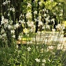 Gaura Lindheimeri Whirling Butterflies Guara