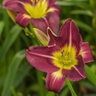 Hemerocallis X Night Beacon Daylily