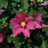 Hibiscus syriacus Paraplu Rouge Proven Winners Rose of Sharon
