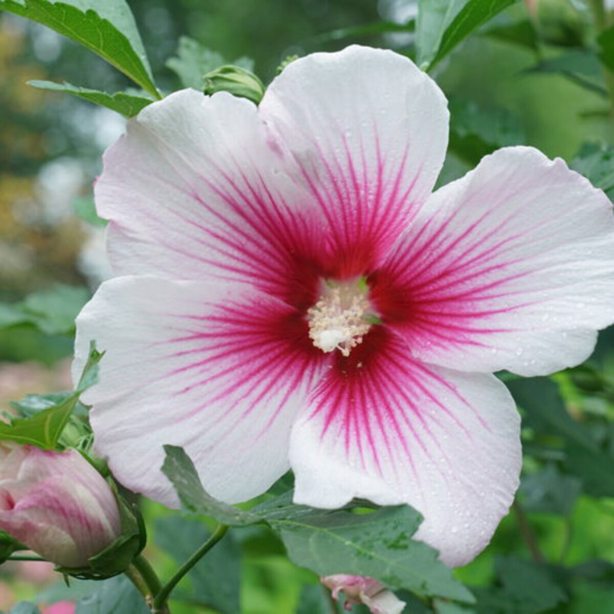 Hibiscus x Paraplu Pink Ink Proven Winners Rose of Sharon | SiteOne US