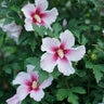 Hibiscus x Paraplu Pink Ink Proven Winners Rose of Sharon