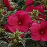 Hibiscus X Summer Carnival Rose Mallow