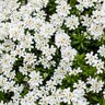 Iberis Sempervirens Snow Cone Candytuft