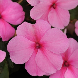 Impatiens Walleriana Pink Impatiens