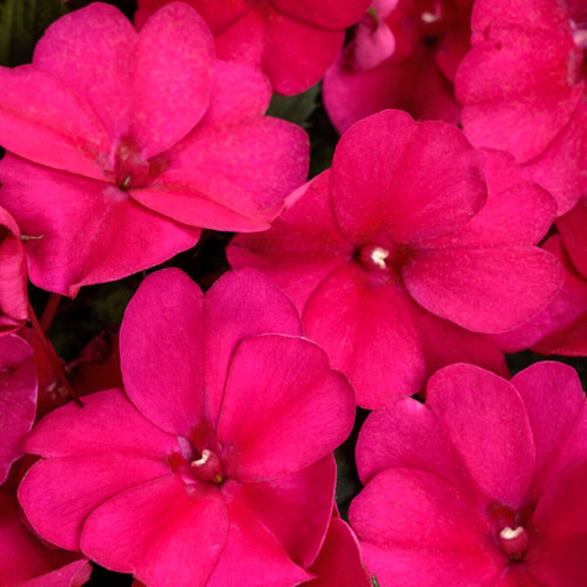 Impatiens x hyrbida Sunpatiens Compact Magenta Proven Winners New ...