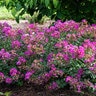Lagerstroemia Indica Bellini Grape Crape Myrtle