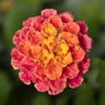 Lantana Camara Bandana Rose Improved Lantana