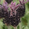 Lavandula Stoechas Luxurious Spanish Lavender