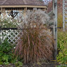 Miscanthus Sinensis Oktoberfest Maiden Grass