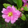 Pereskia Grandifolia var. Violacea Rose Cactus