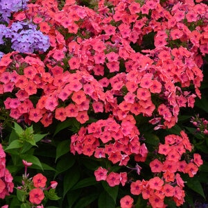 Phlox Paniculata Flame Coral Flame Tall Phlox