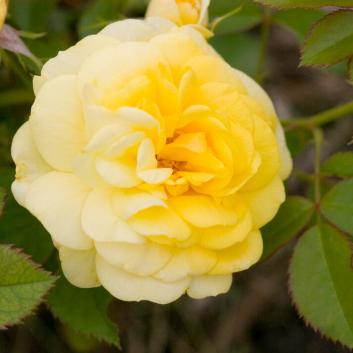 Rosa X Yellow Brick Road Rose | SiteOne US