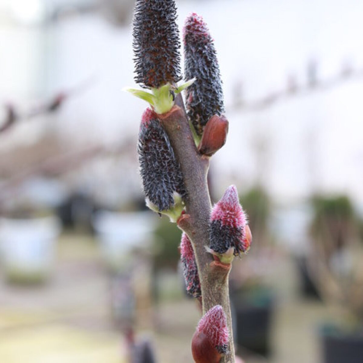 Salix chaenomeloides Black Cat Proven Winners Pussy Willow | SiteOne US