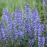 Salvia X Color Spires Azure Snow Sage