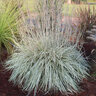 Schizachyrium Scoparium Shining Star Little Bluestem Grass