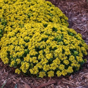 Sedum Kamtschaticum Little Miss Sunshine Stonecrop