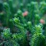 Sedum Reflexum Blue Spruce Stonecrop