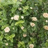 Viburnum Dentatum var. Deamii All That Glitters Arrowwood Viburnum