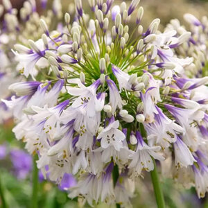 Agapanthus X Ever Twilight African Lily
