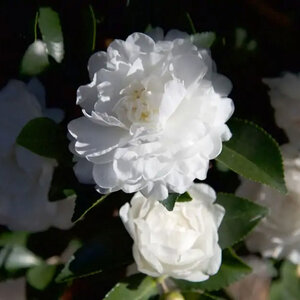 Camellia Sasanqua October Magic White Shi Shi Camellia