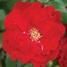 Rosa X Champlain Rose