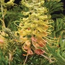 Grevillea X Peaches and Cream Silky Oak