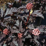 Physocarpus Opulifolius Panther Ninebark